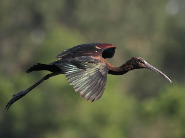 Glossy Ibis