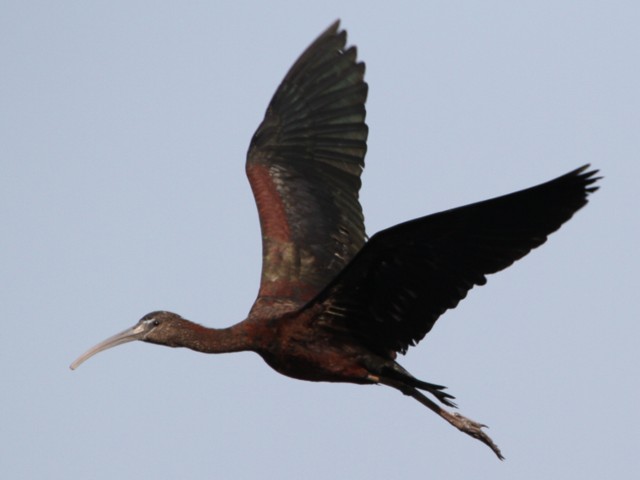 Glossy Ibis