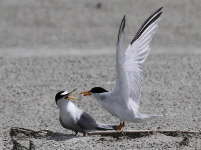 Least Terns