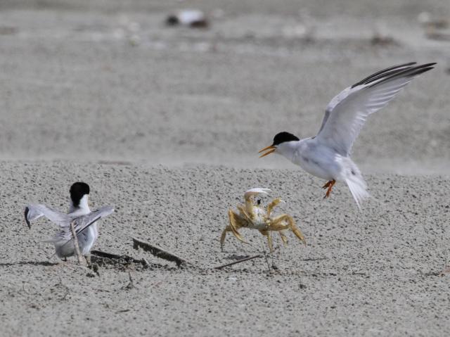 Least Terns