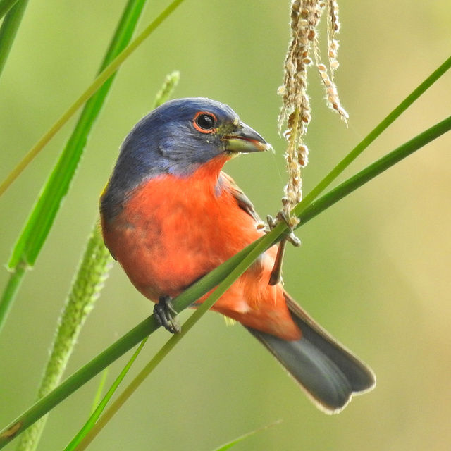 Painted Bunting