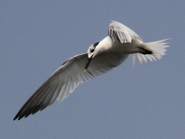 Sandwich Tern