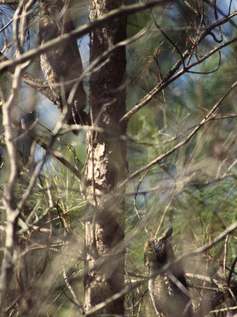 Long-eared Owls