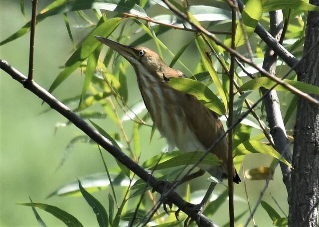 Least Bittern