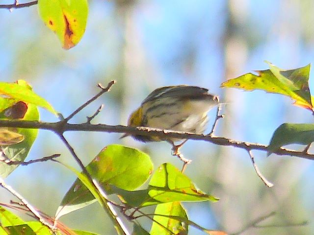 Black-throated Green Warbler