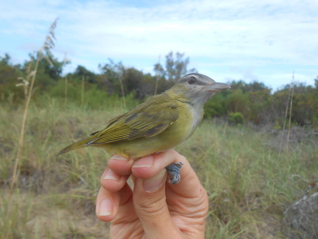Yellow-green Vireo