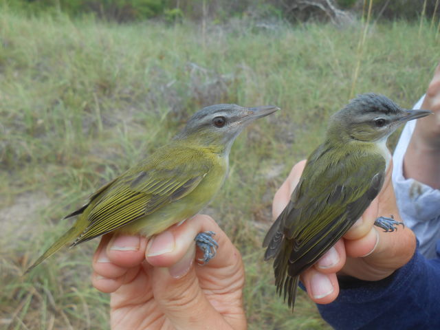 Yellow-green Vireo