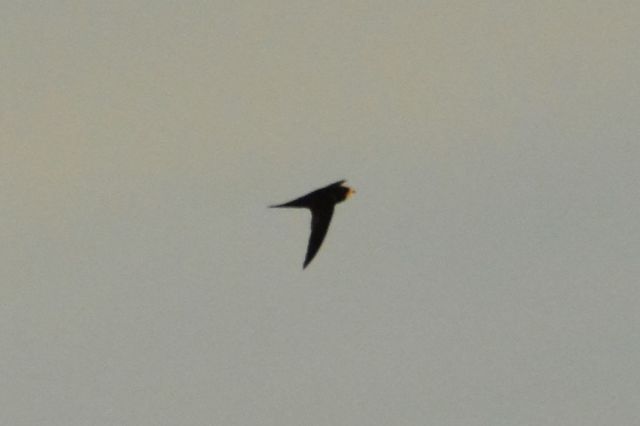 Common Swift