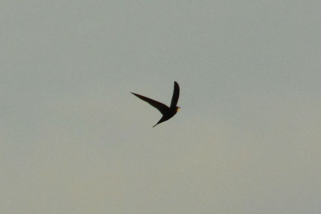 Common Swift
