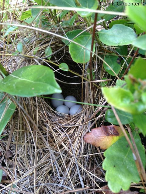 Bachman's Sparrow