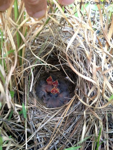 Bachman's Sparrow