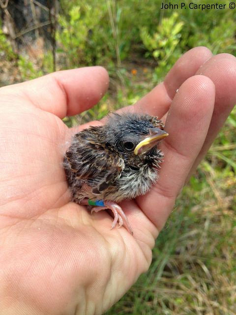 Bachman's Sparrow