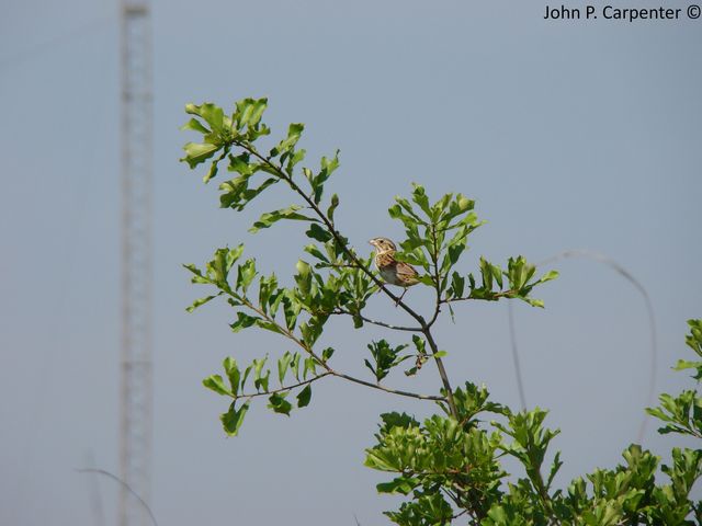 Henslow's Sparrow