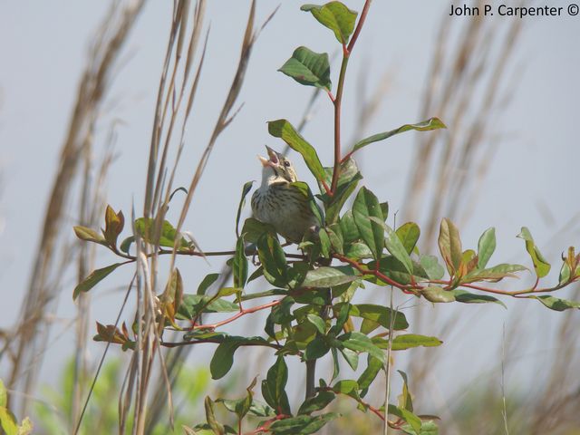 Henslow's Sparrow