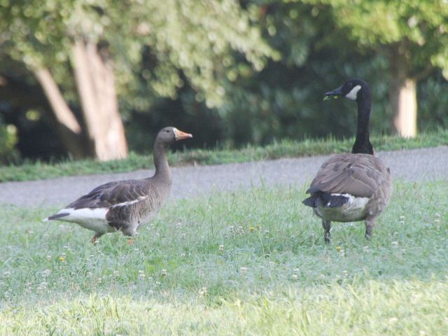 Greater White-fronted Goose