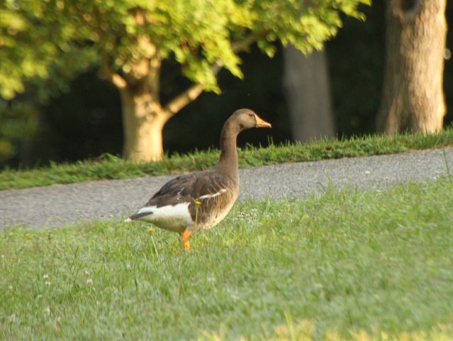 Greater White-fronted Goose