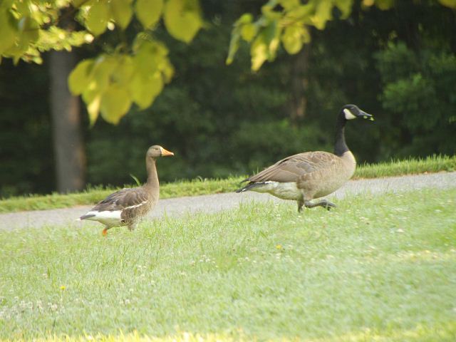 Greater White-fronted Goose