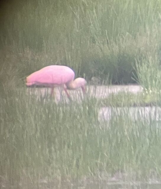 Roseate Spoonbill