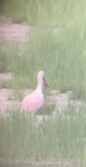 Roseate Spoonbill