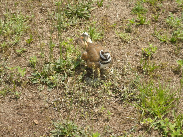 Killdeer