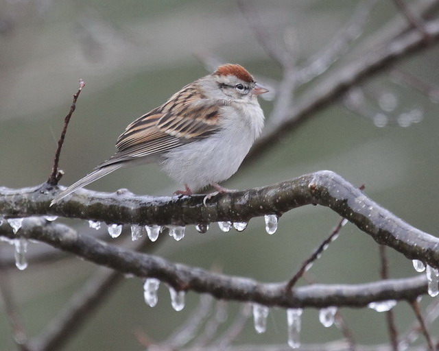 Chipping Sparrow
