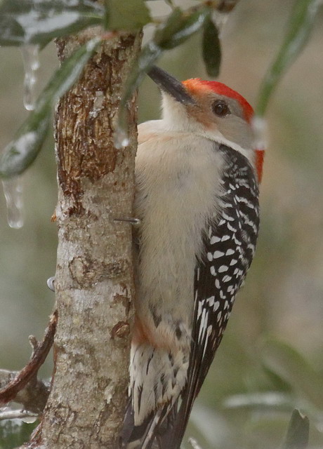Red-bellied Woodpecker