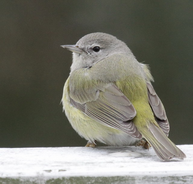 Orange-crowned Warbler