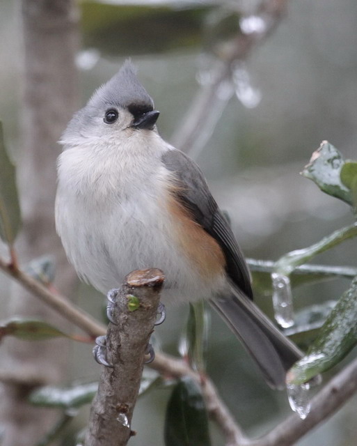 Tufted Titmouse