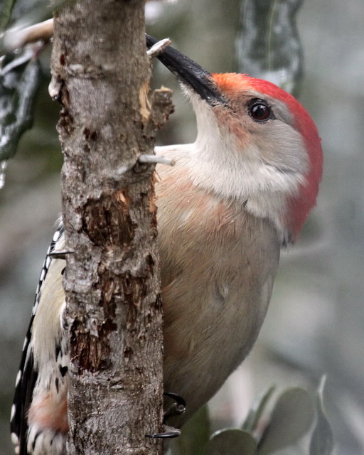Red-bellied Woodpecker
