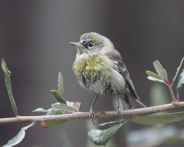 Pine Warbler