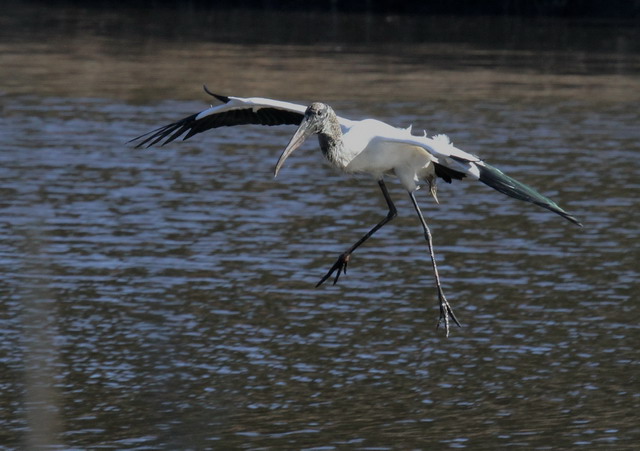 Wood Storks