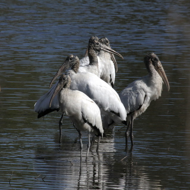 Wood Storks