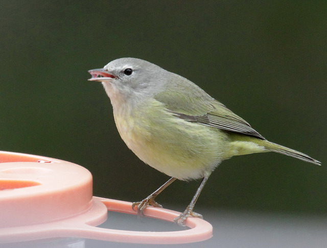 Orange-crowned Warbler