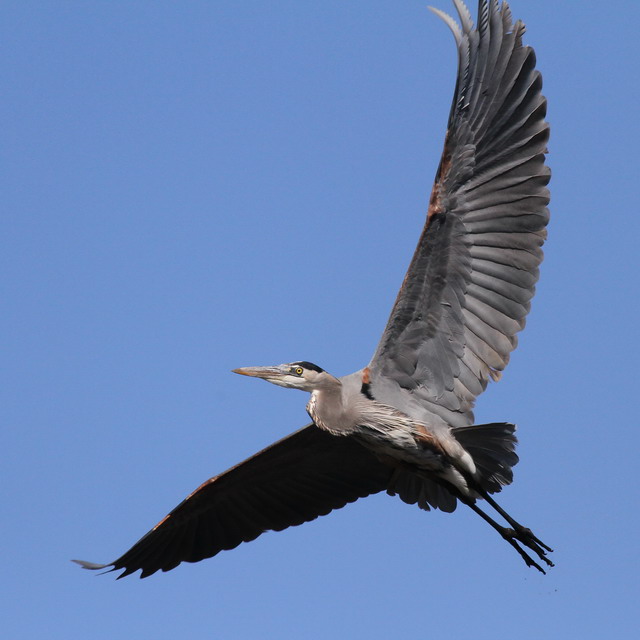 Great Blue Heron