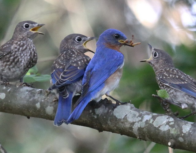 Eastern Bluebirds