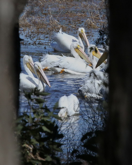American White Pelicans
