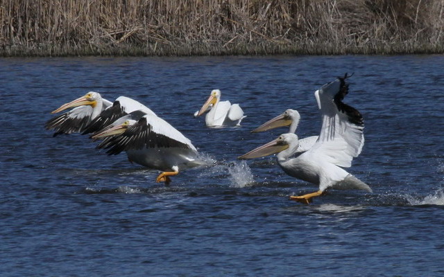 American White Pelicans