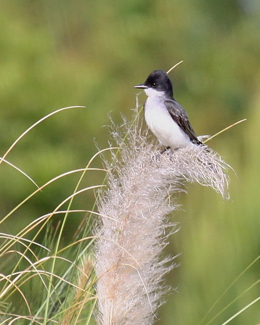 Eastern Kingbird