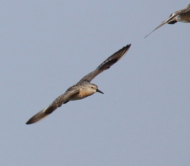 Red Knots