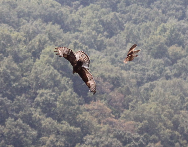 Broad-winged Hawks