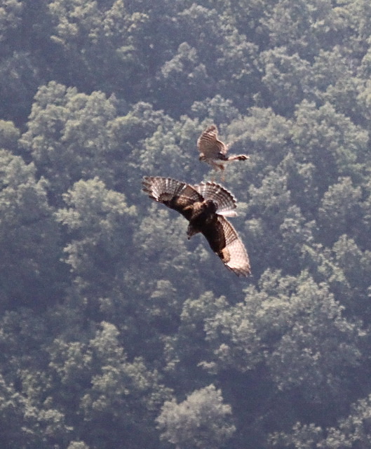 Broad-winged Hawks