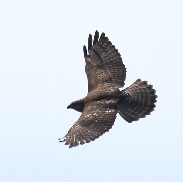 Broad-winged Hawks