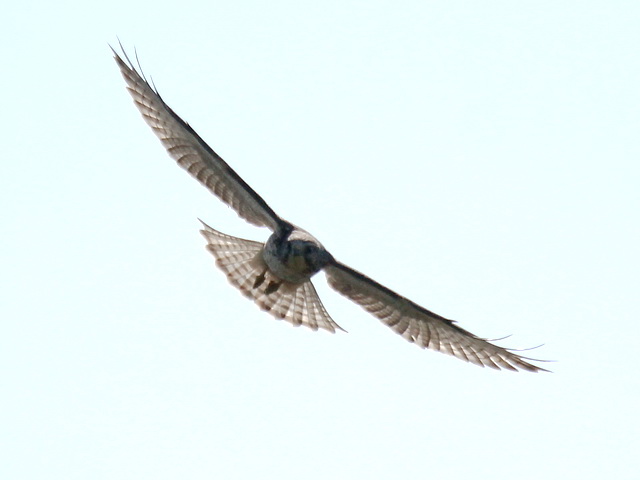Broad-winged Hawks