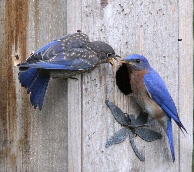 Eastern Bluebirds