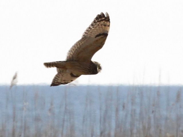 Short-eared Owl