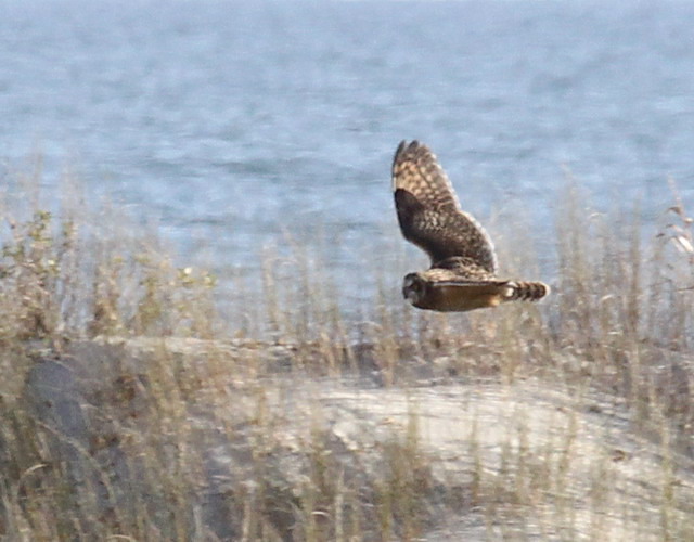 Short-eared Owl