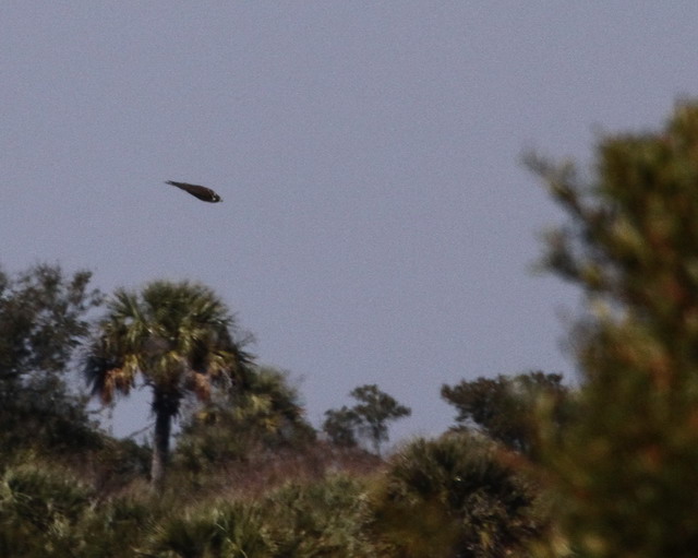 Peregrine Falcon