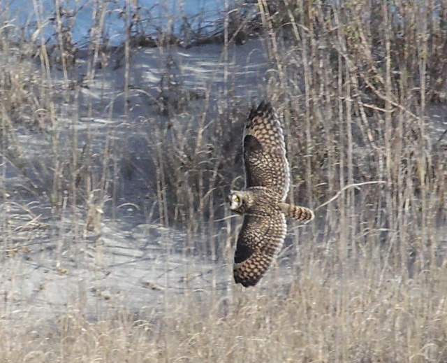 Short-eared Owl