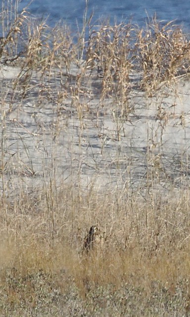 Short-eared Owl