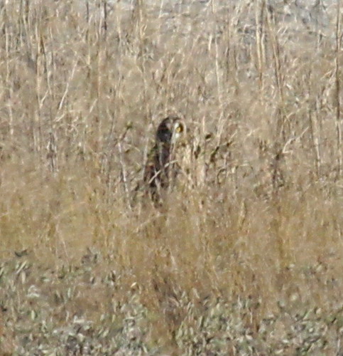 Short-eared Owl